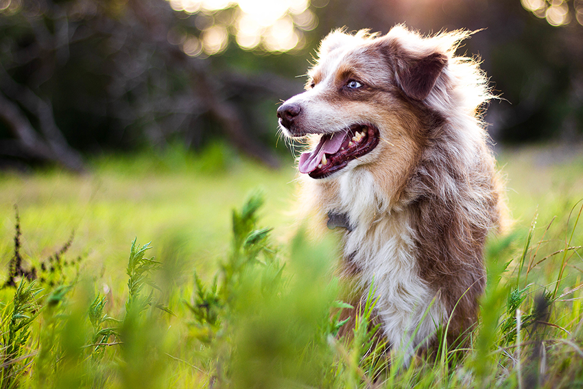 Keep Your Dog's Coat Healthy With High Strength Fish Oil