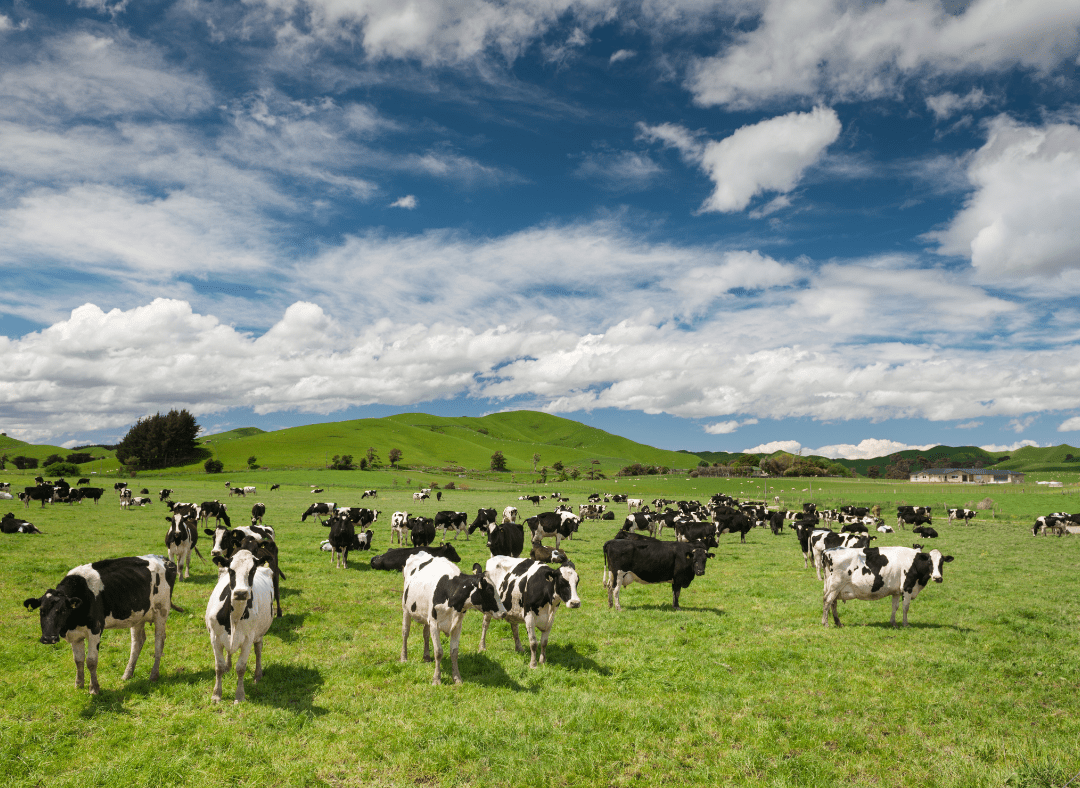 Cows feeding on grass