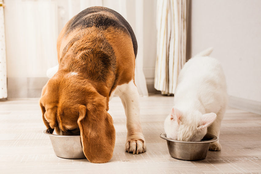 Pet-Friendly Foods Your Dog Or Cat Will Love
