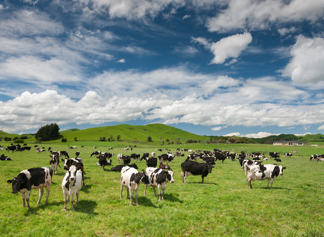 Cows feeding on grass 