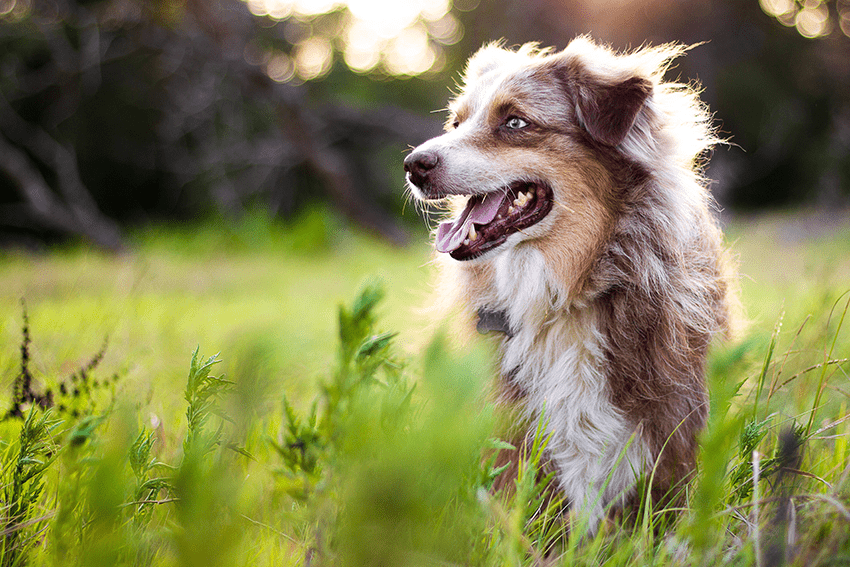 Keep Your Dog's Coat Healthy With High Strength Fish Oil