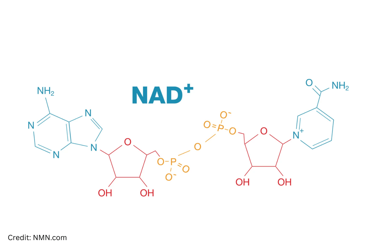 What Is NAD⁺?